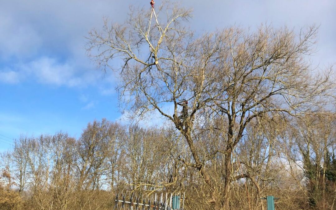 Heart of England Forest – Specialist Tree Removal