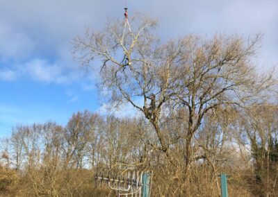 Heart of England Forest – Specialist Tree Removal