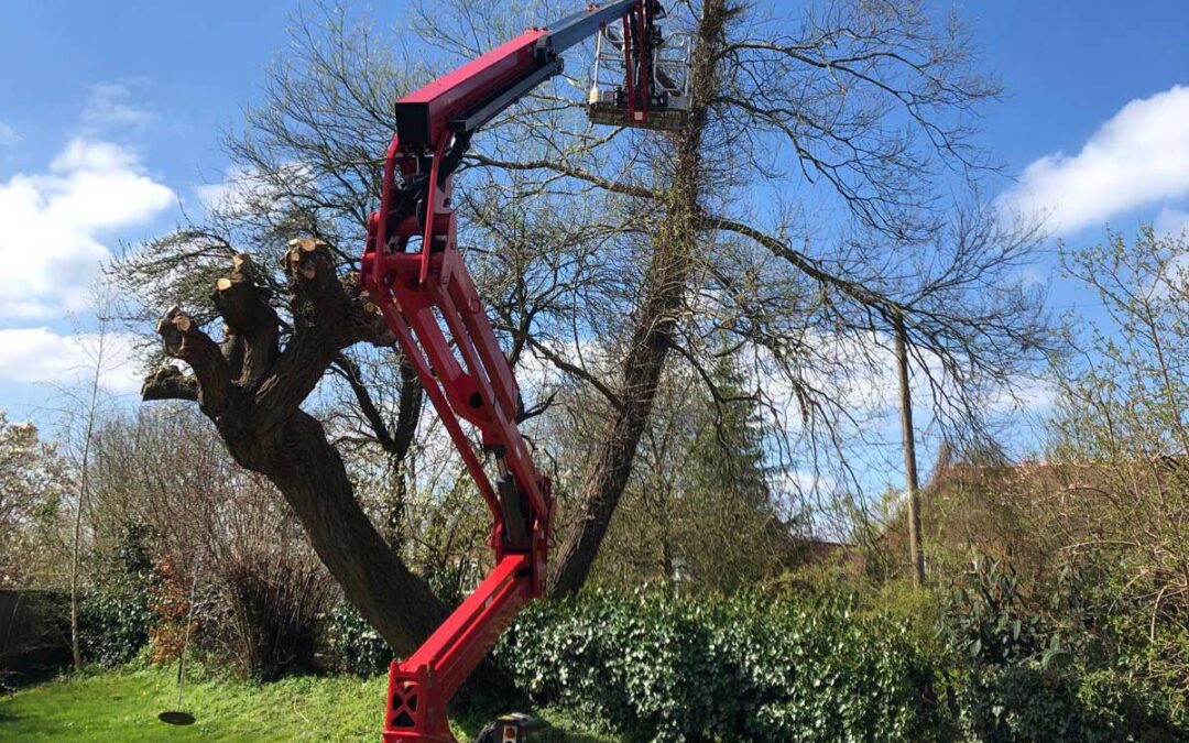 Specialist Tree Re-Pollarding