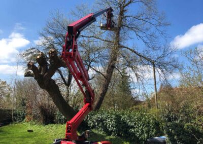 Specialist Tree Re-Pollarding